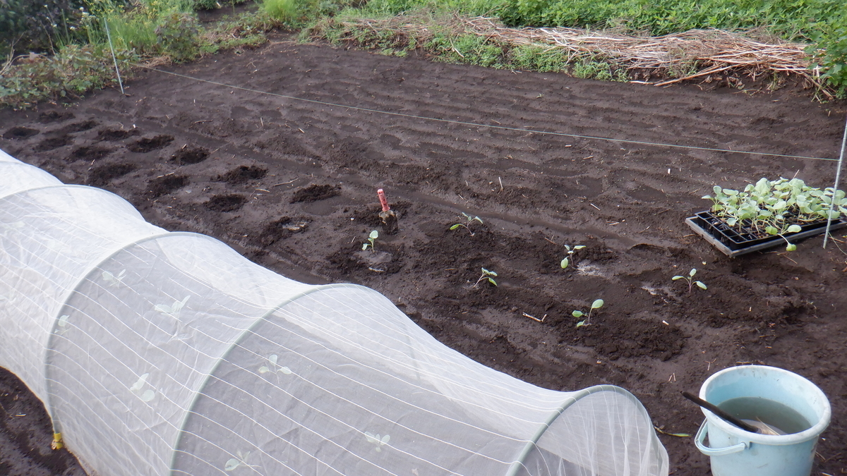 f:id:cafelegume:20200907213042j:plain