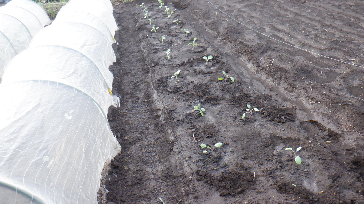 f:id:cafelegume:20200907213442j:plain