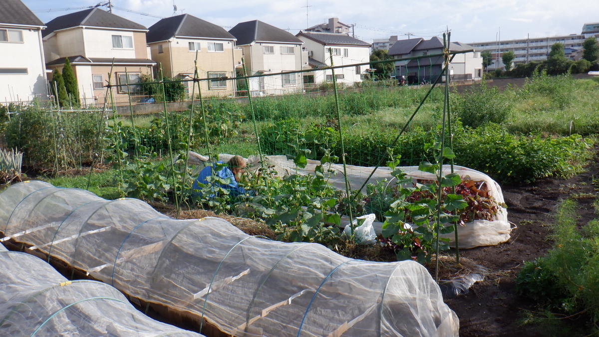 f:id:cafelegume:20200907213946j:plain