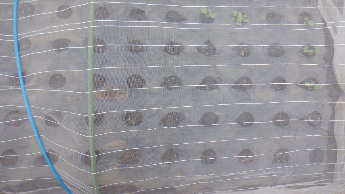 f:id:cafelegume:20200907214236j:plain