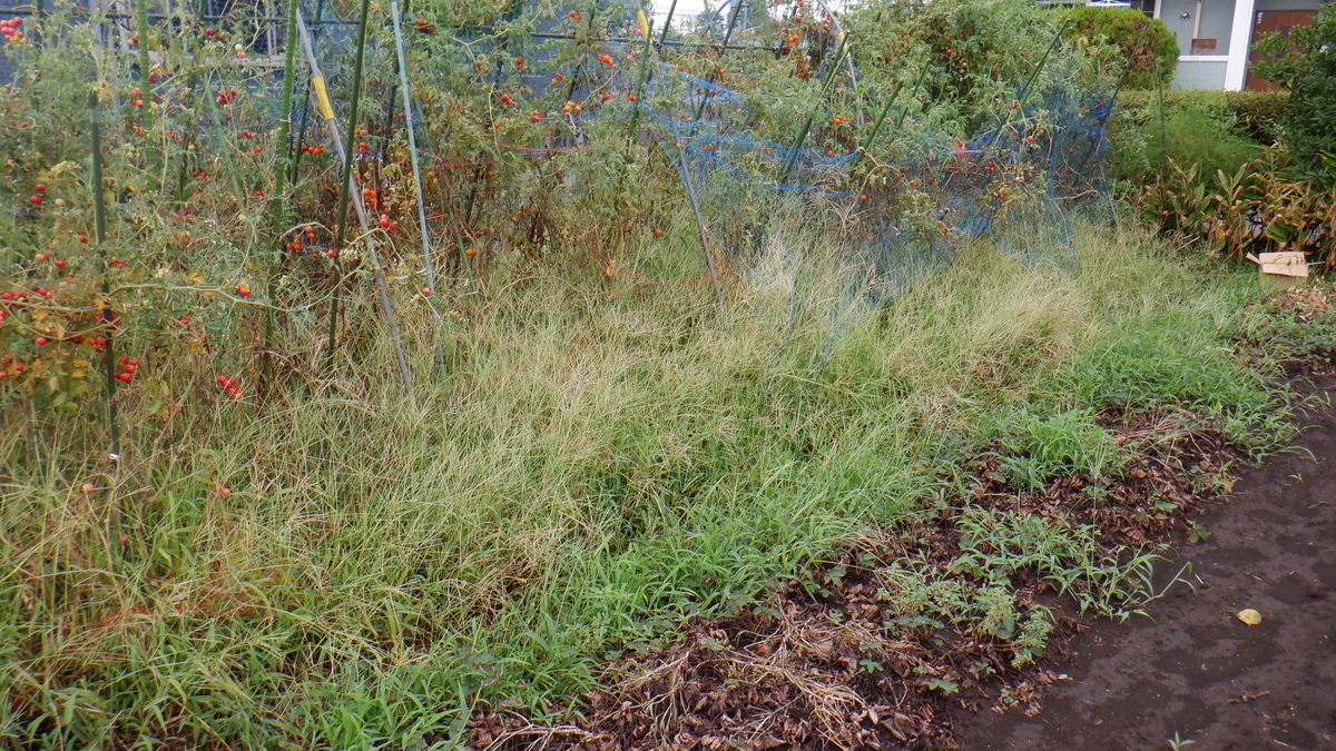 f:id:cafelegume:20200907215148j:plain