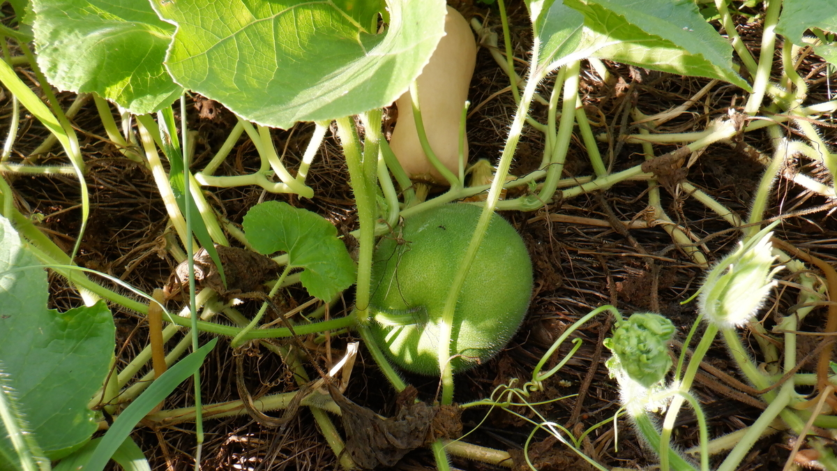 f:id:cafelegume:20200908221306j:plain