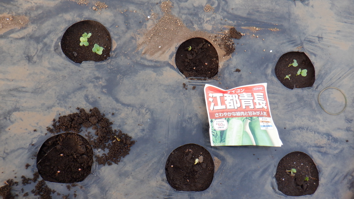 f:id:cafelegume:20200908223851j:plain