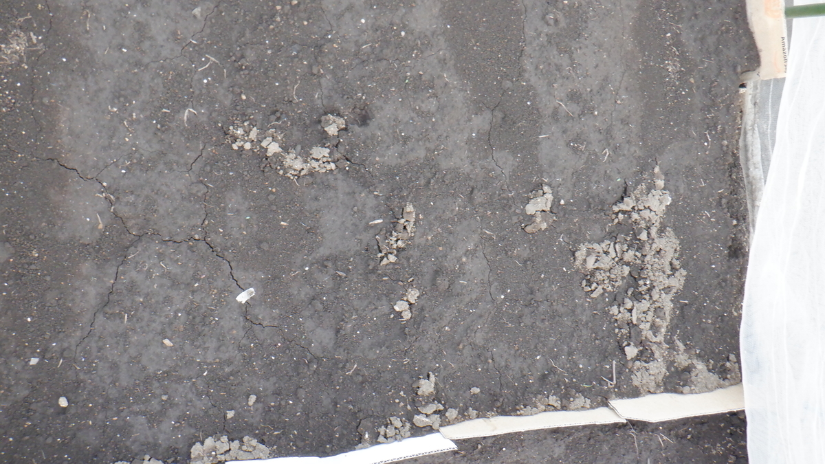 f:id:cafelegume:20200908224330j:plain