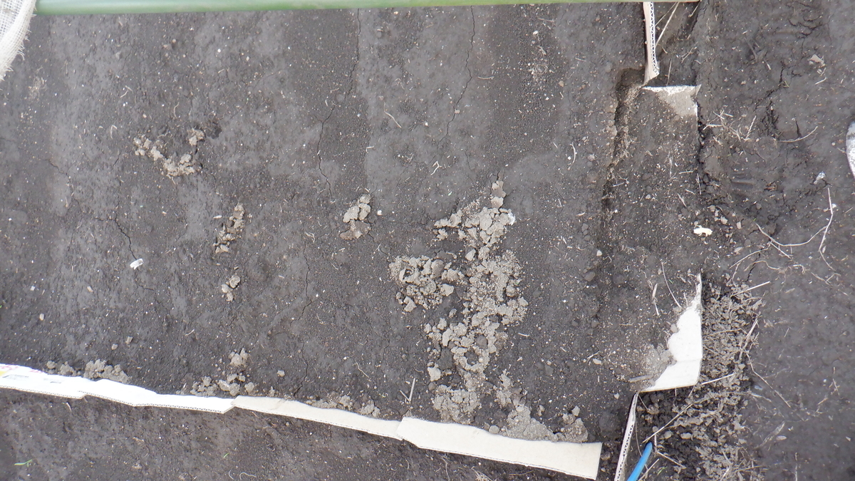 f:id:cafelegume:20200908224824j:plain