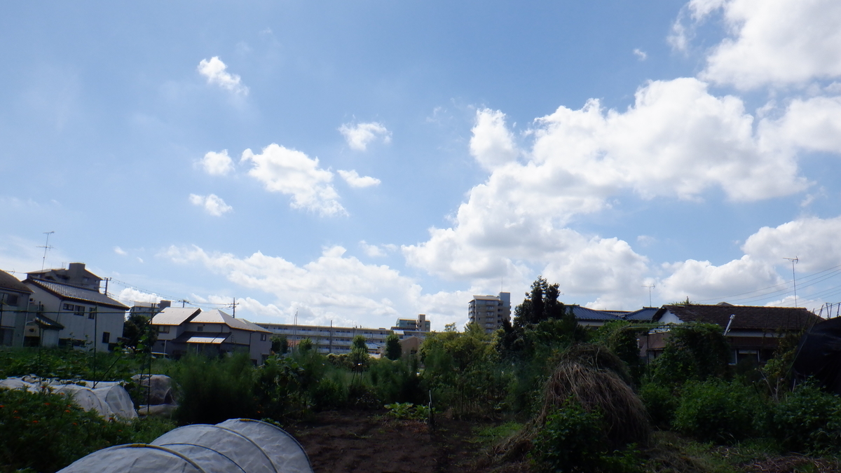 f:id:cafelegume:20200911194412j:plain