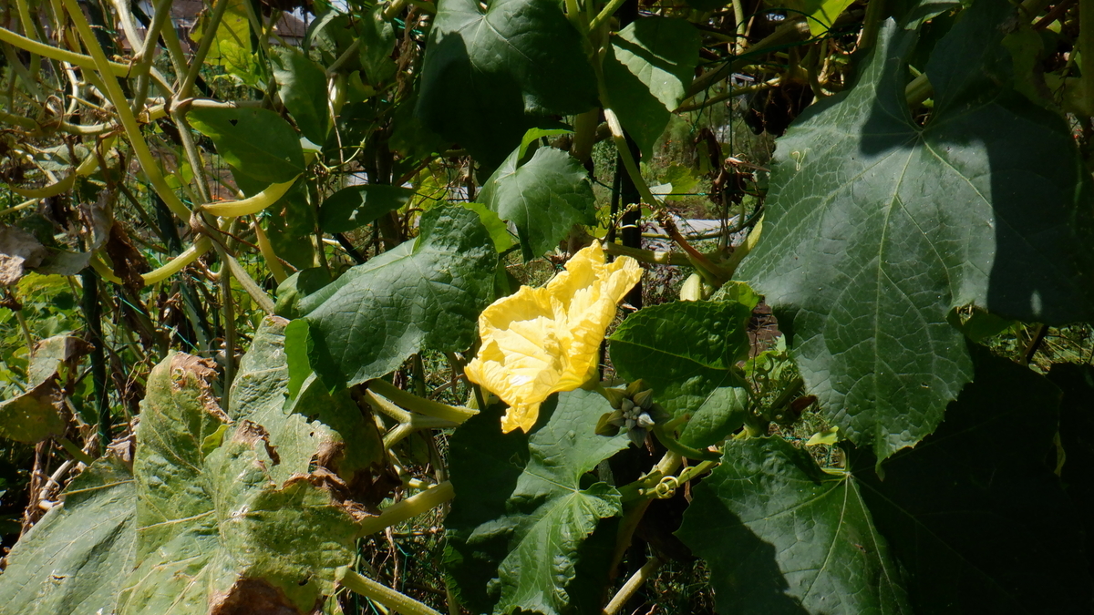 f:id:cafelegume:20200911194927j:plain