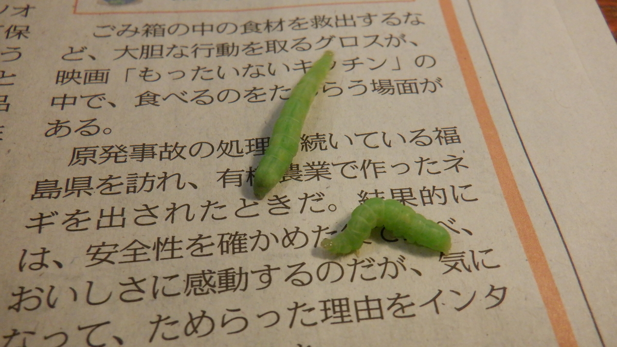 f:id:cafelegume:20200912210832j:plain