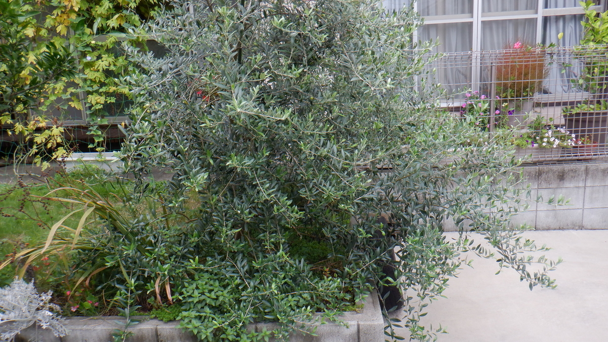 f:id:cafelegume:20200916210909j:plain