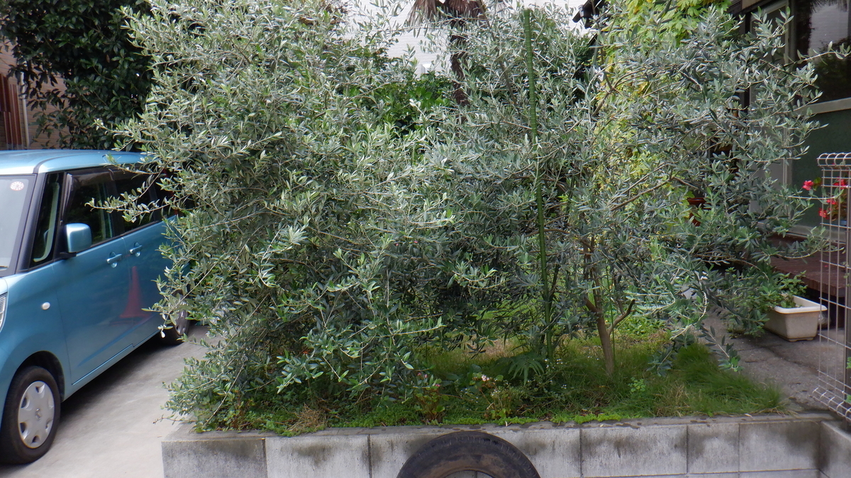 f:id:cafelegume:20200916211533j:plain