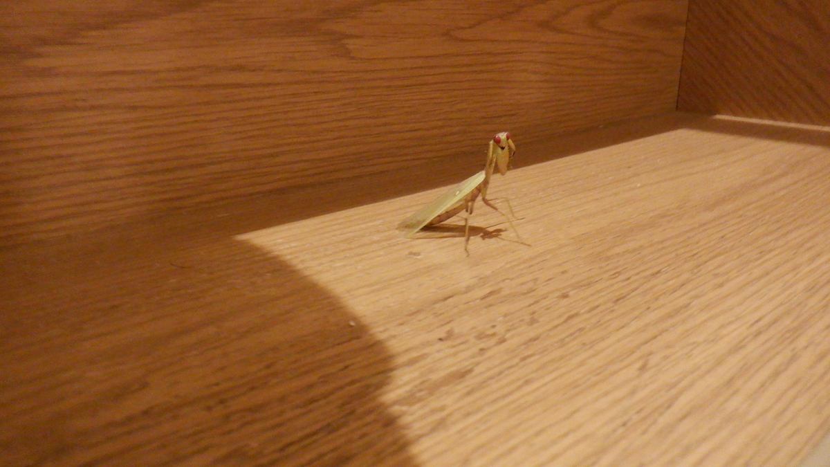 f:id:cafelegume:20201001220205j:plain