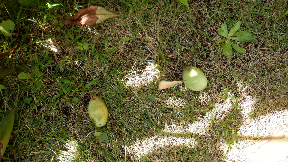 f:id:cafelegume:20201003210806j:plain