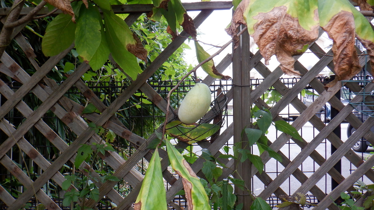 f:id:cafelegume:20201003211519j:plain