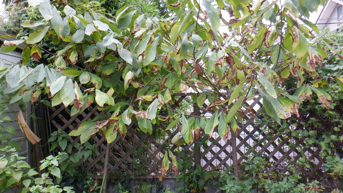 f:id:cafelegume:20201003211754j:plain