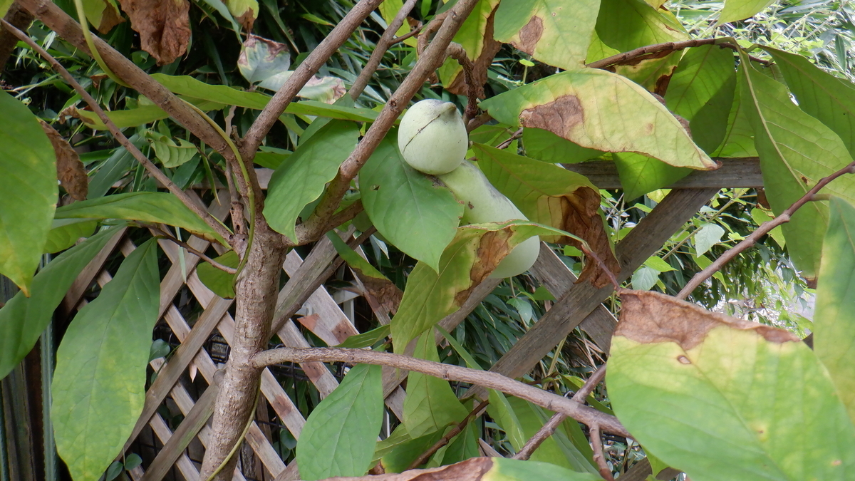 f:id:cafelegume:20201003213253j:plain
