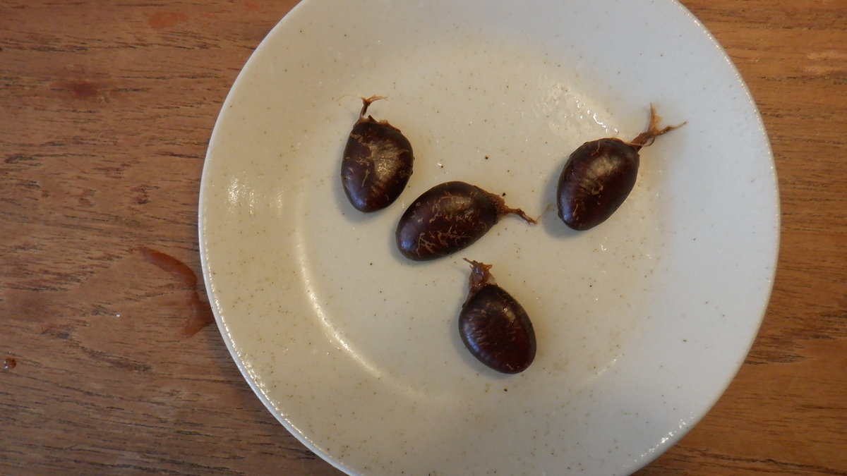 f:id:cafelegume:20201003215557j:plain