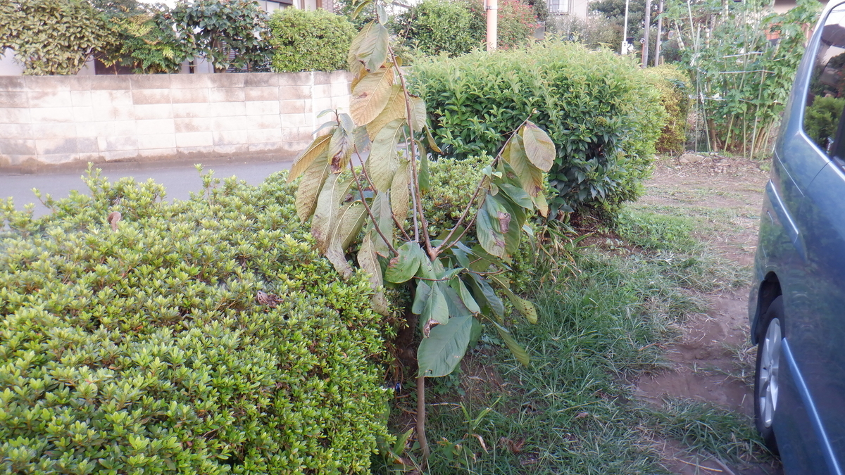 f:id:cafelegume:20201003221939j:plain