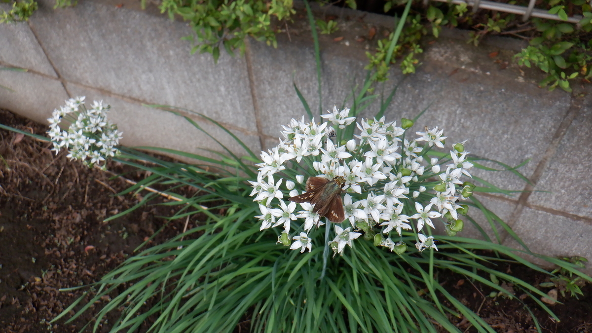 f:id:cafelegume:20201004204845j:plain f:id:cafelegume:20201004204845j:plain