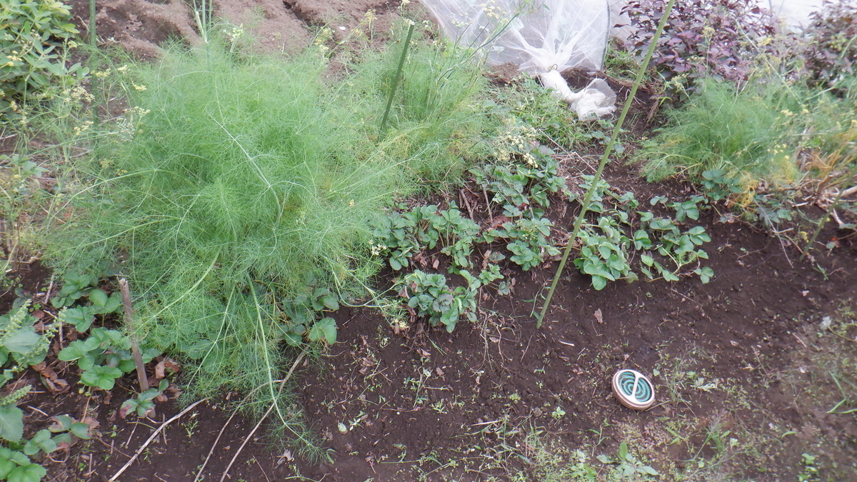 f:id:cafelegume:20201004210228j:plain f:id:cafelegume:20201004210228j:plain