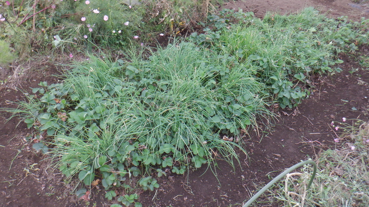 f:id:cafelegume:20201004210746j:plain f:id:cafelegume:20201004210746j:plain