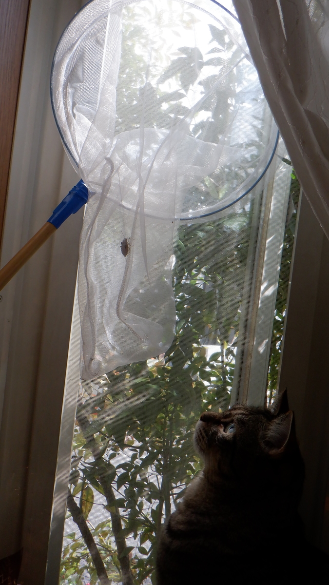 f:id:cafelegume:20201004212140j:plain f:id:cafelegume:20201004212140j:plain