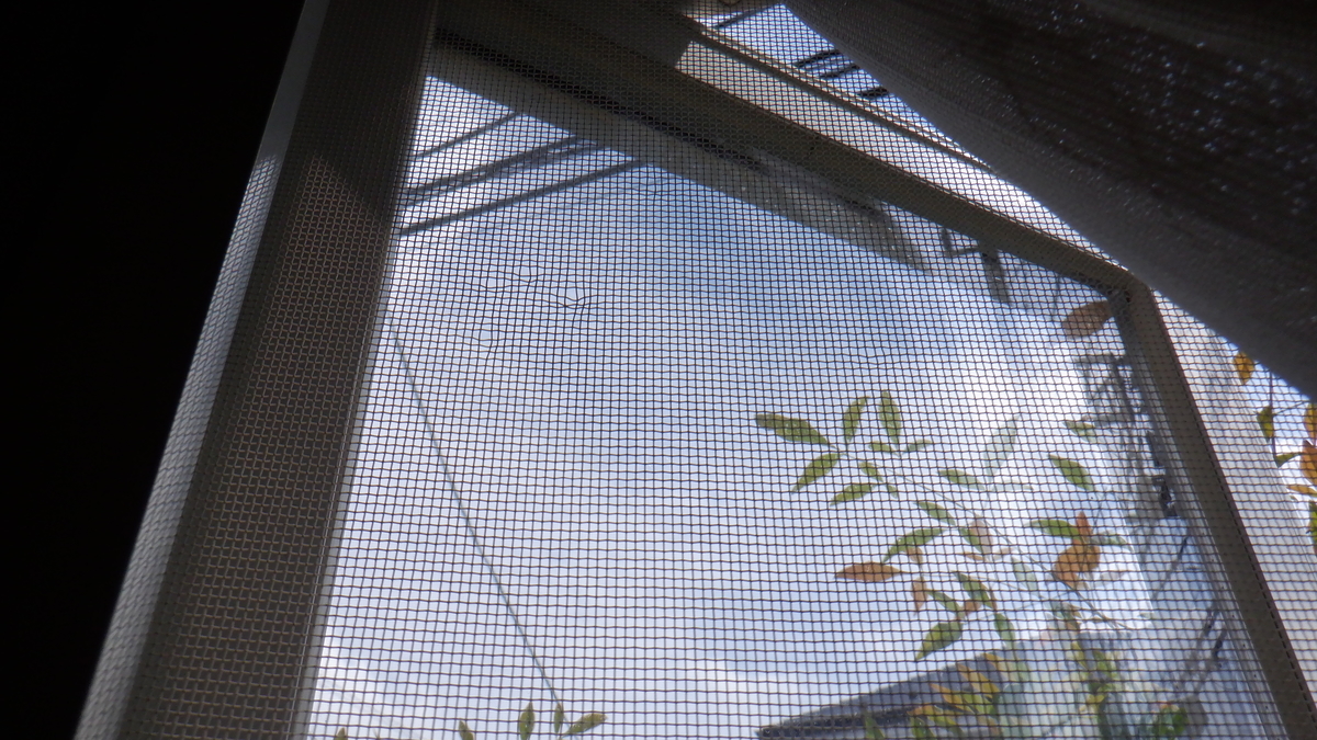 f:id:cafelegume:20201004212404j:plain f:id:cafelegume:20201004212404j:plain