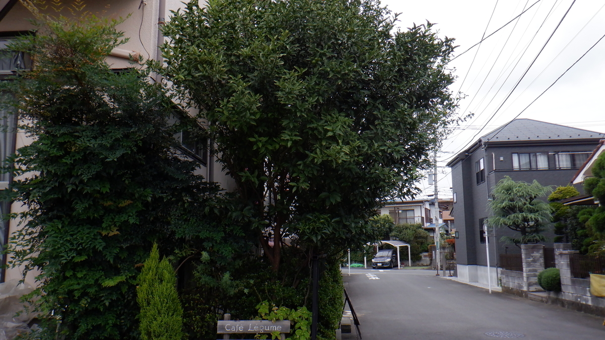 f:id:cafelegume:20201007211757j:plain
