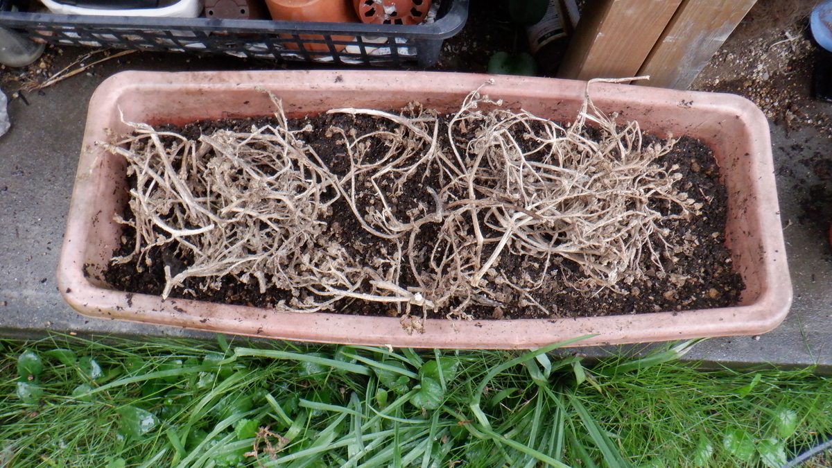 f:id:cafelegume:20201011194544j:plain f:id:cafelegume:20201011194544j:plain