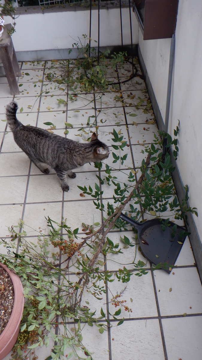 f:id:cafelegume:20201011214621j:plain f:id:cafelegume:20201011214621j:plain