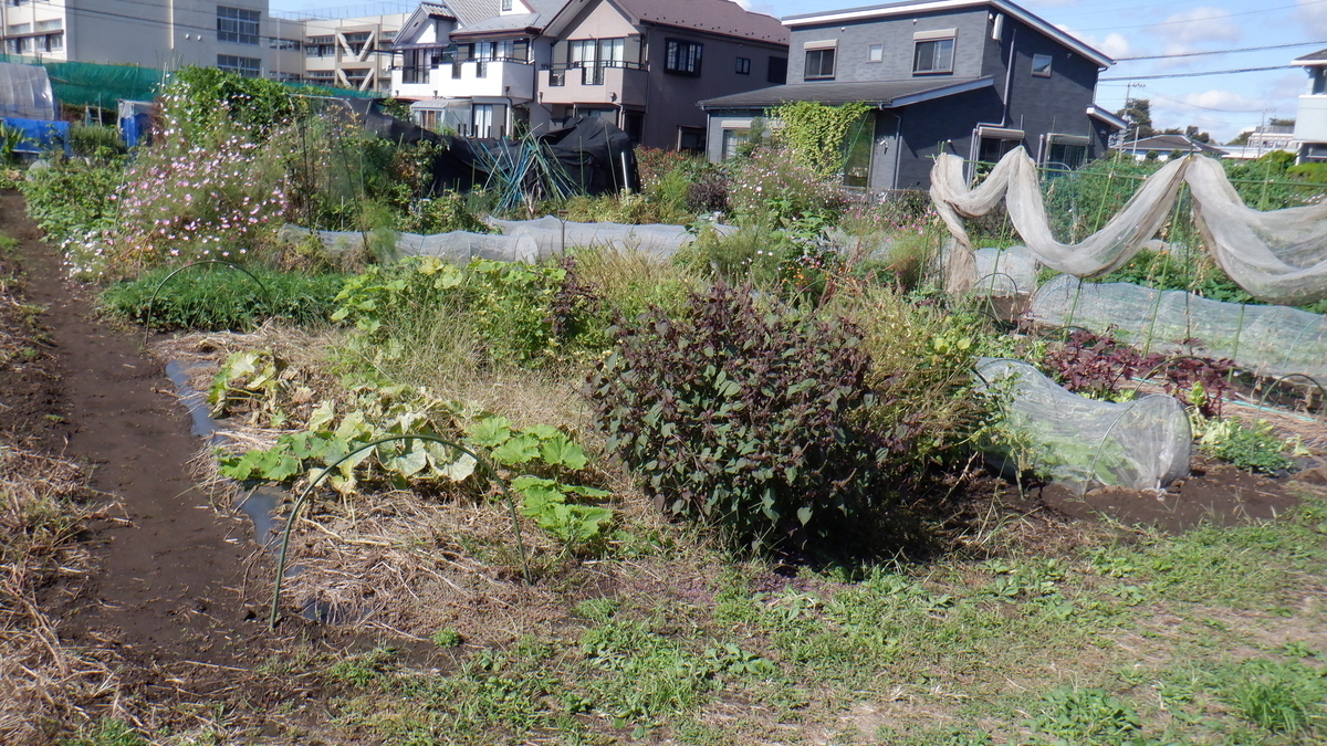 f:id:cafelegume:20201012211737j:plain f:id:cafelegume:20201012211737j:plain