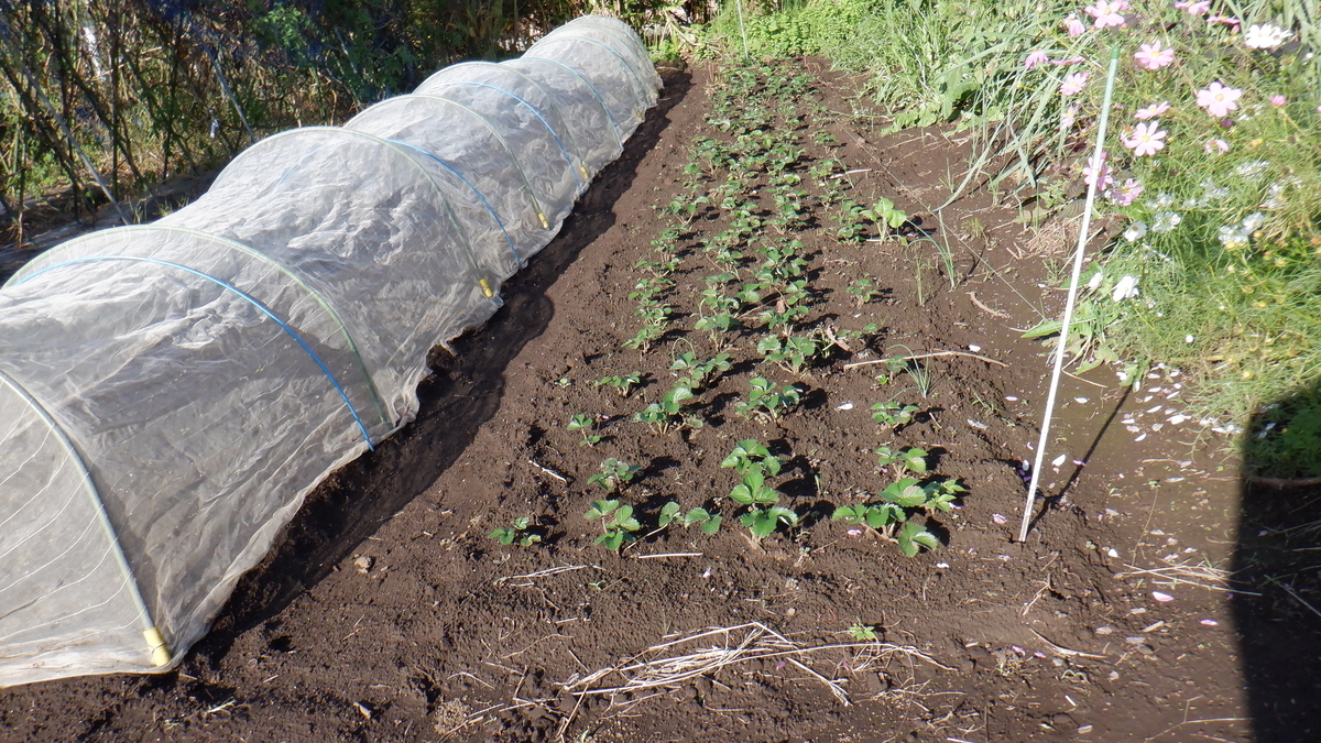 f:id:cafelegume:20201012212010j:plain f:id:cafelegume:20201012212010j:plain