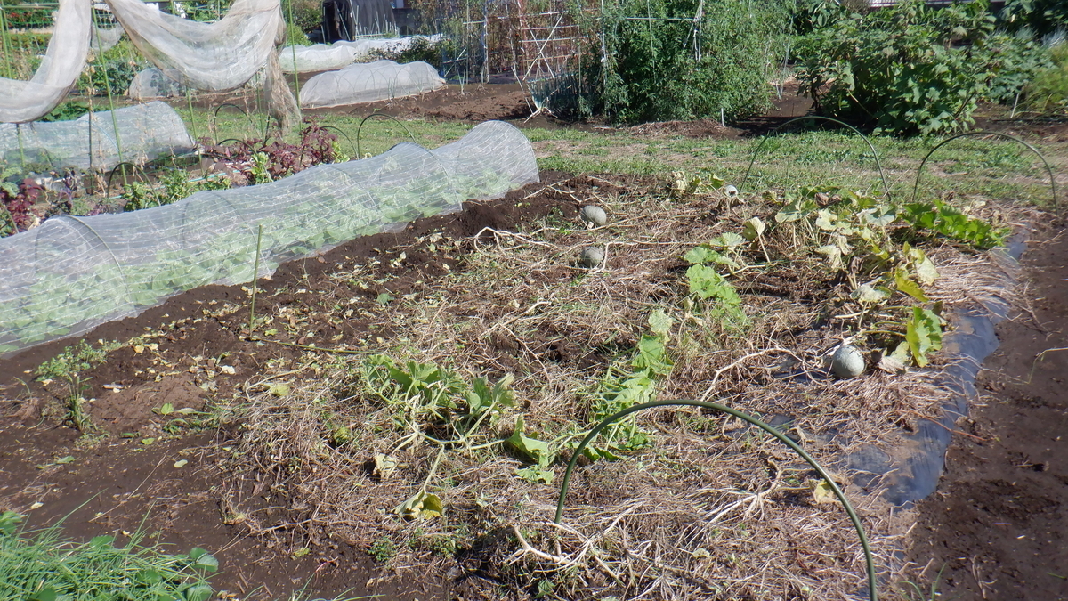 f:id:cafelegume:20201012212154j:plain f:id:cafelegume:20201012212154j:plain