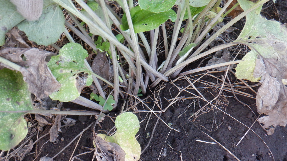 f:id:cafelegume:20201012215255j:plain f:id:cafelegume:20201012215255j:plain