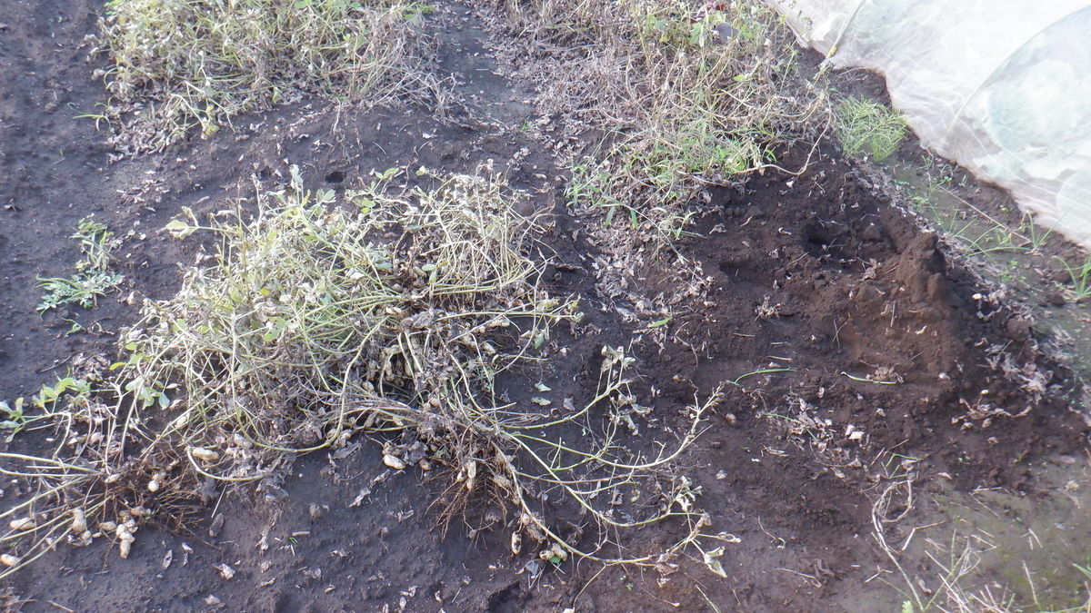 f:id:cafelegume:20201012215420j:plain f:id:cafelegume:20201012215420j:plain