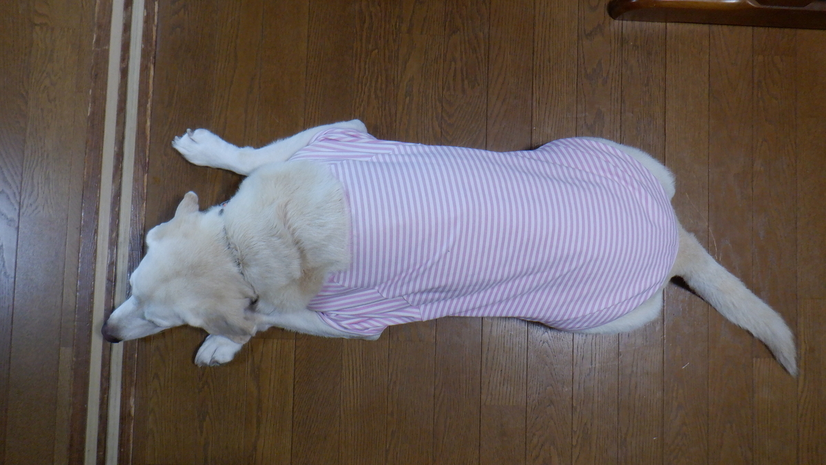 f:id:cafelegume:20201013224051j:plain