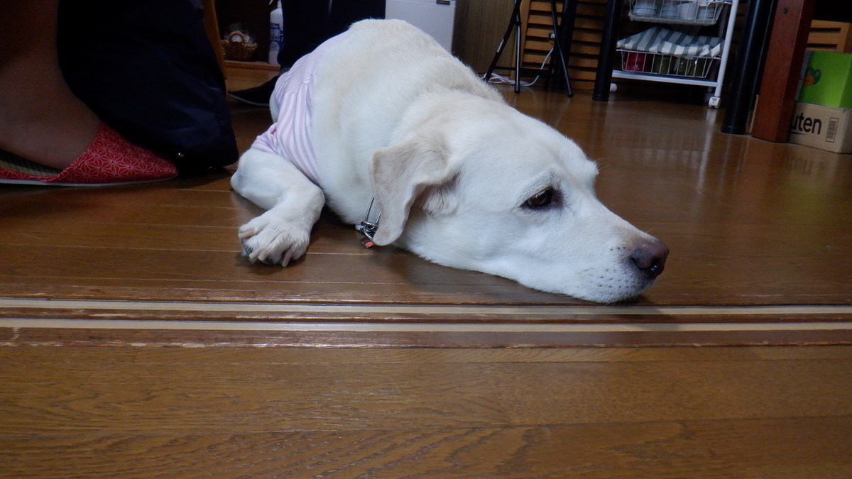 f:id:cafelegume:20201013224417j:plain