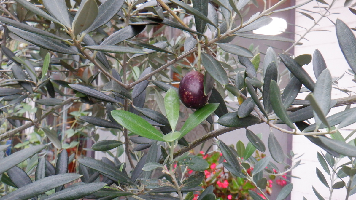 f:id:cafelegume:20201014225059j:plain