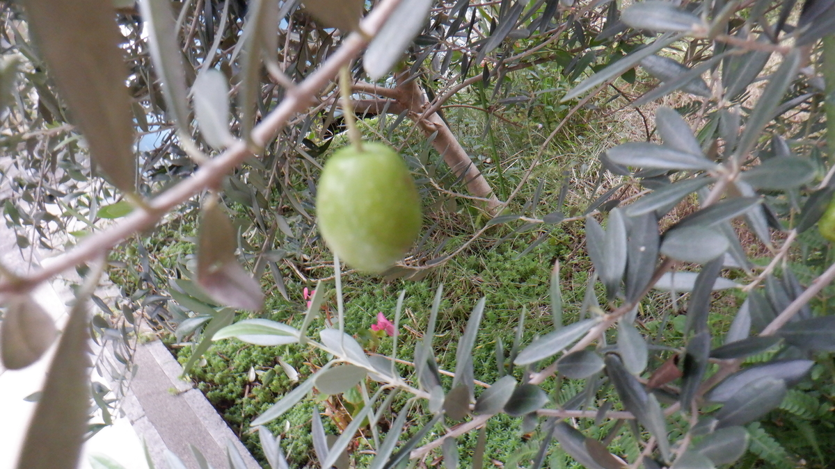 f:id:cafelegume:20201014225214j:plain