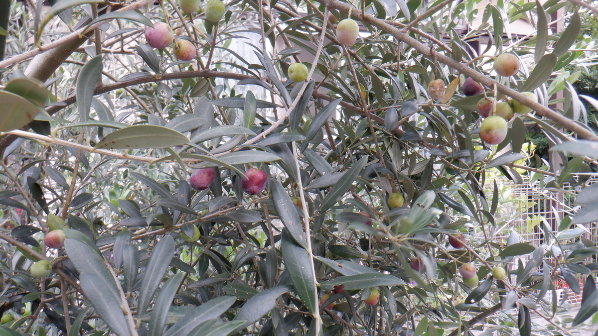 f:id:cafelegume:20201014225425j:plain
