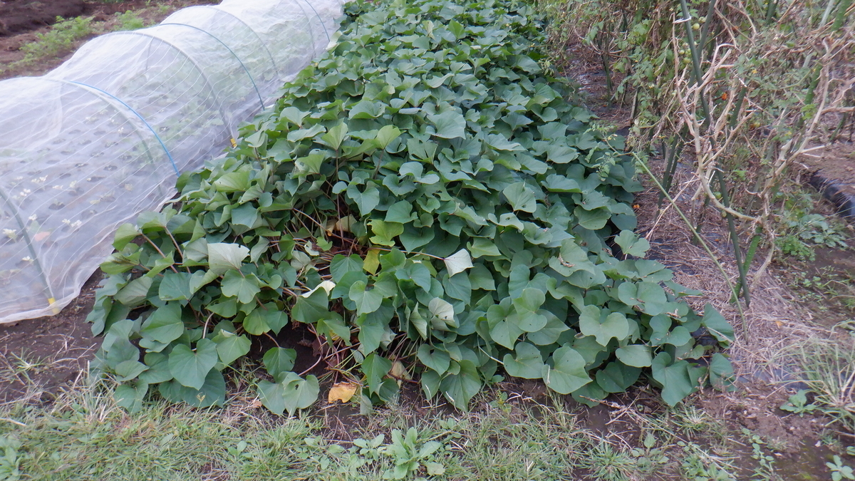 f:id:cafelegume:20201016211530j:plain