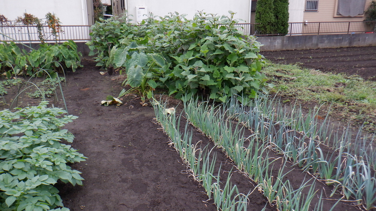f:id:cafelegume:20201019224753j:plain
