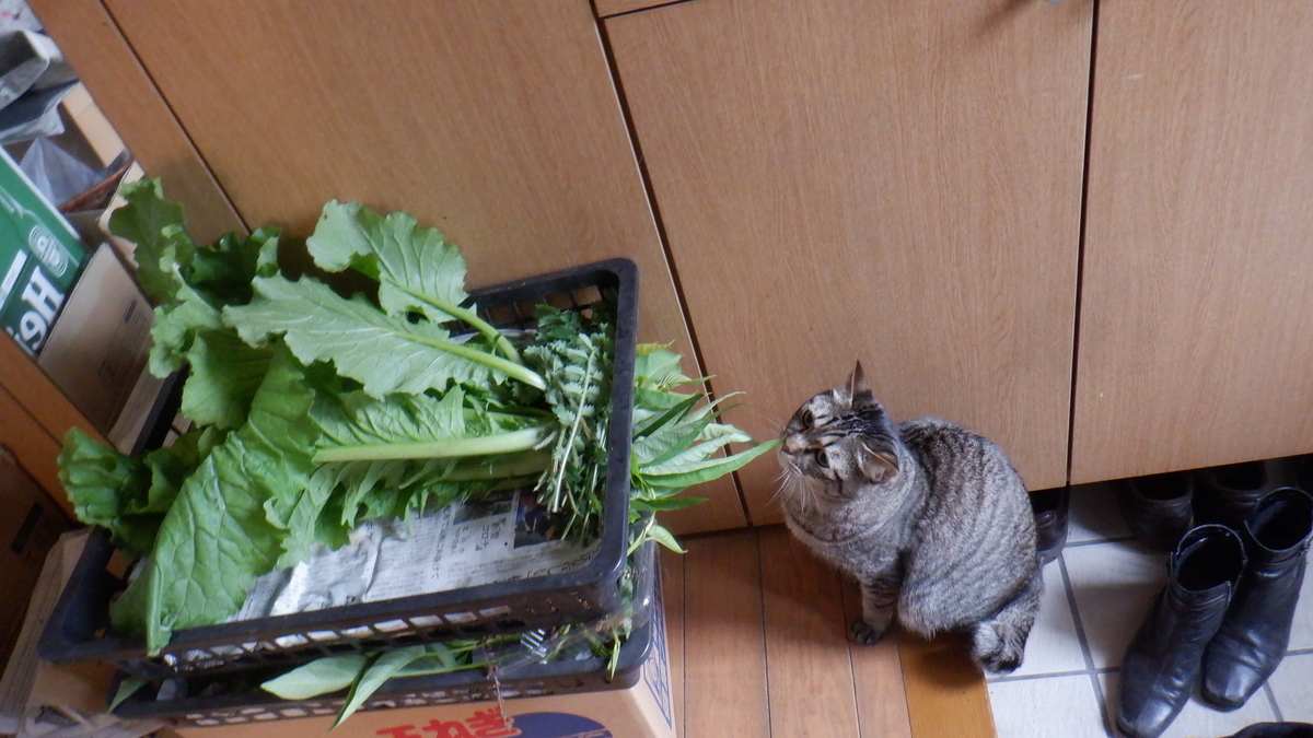 f:id:cafelegume:20201019231330j:plain