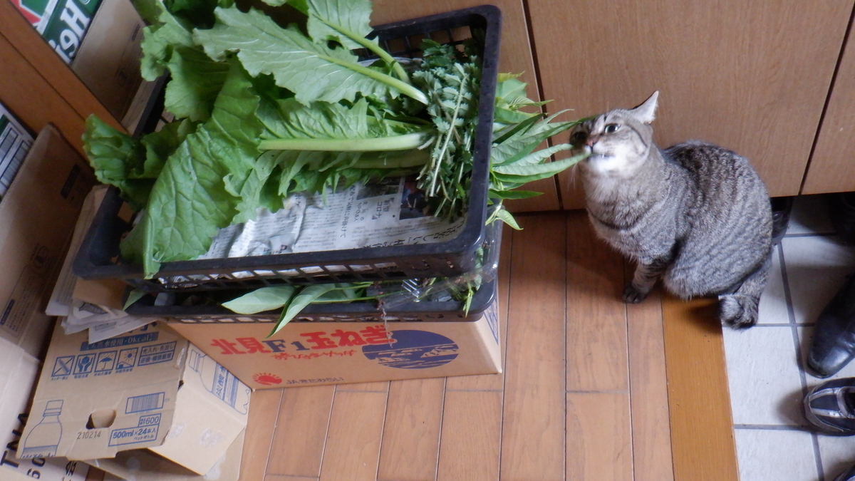 f:id:cafelegume:20201019231538j:plain