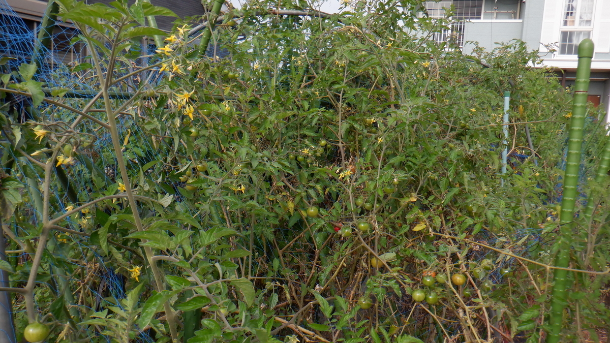 f:id:cafelegume:20201022190825j:plain