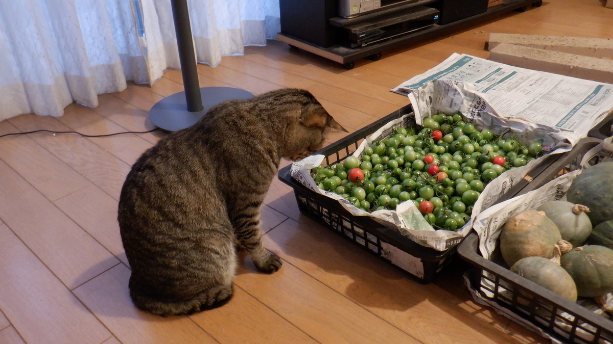 f:id:cafelegume:20201023213623j:plain