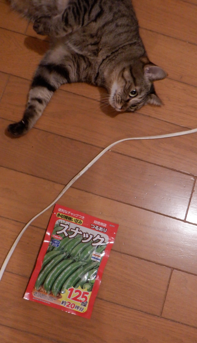 f:id:cafelegume:20201024195129j:plain