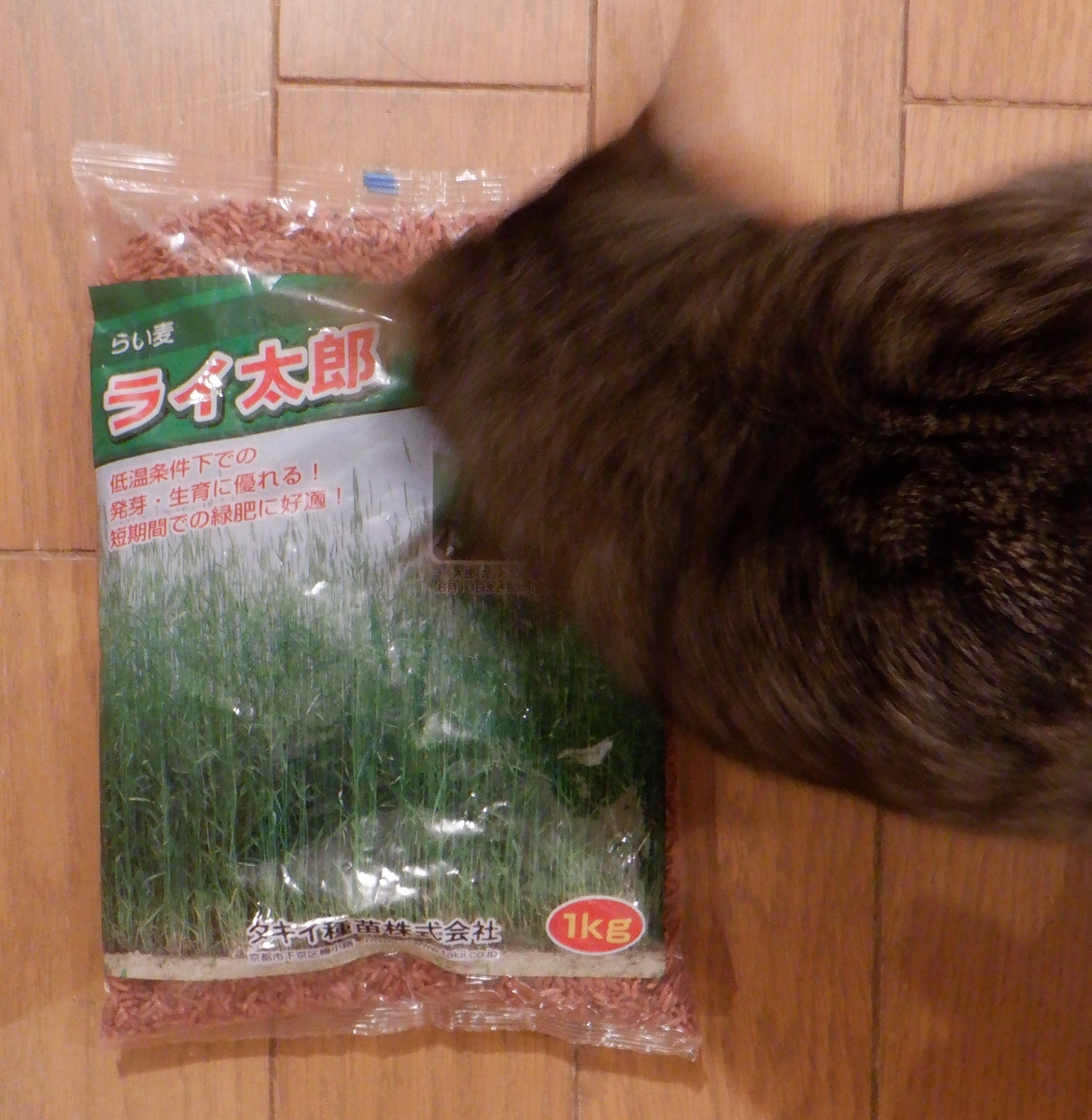 f:id:cafelegume:20201024195351j:plain