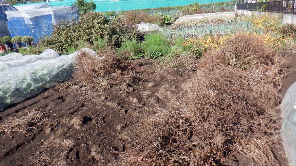 f:id:cafelegume:20201025194204j:plain f:id:cafelegume:20201025194204j:plain