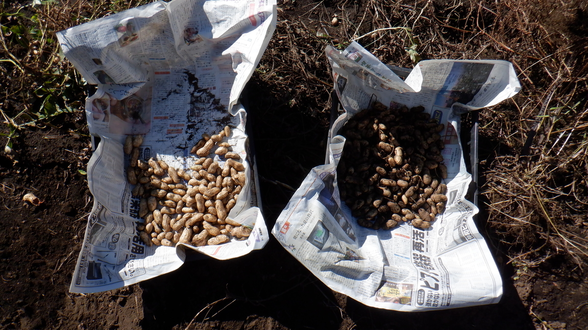 f:id:cafelegume:20201025204936j:plain f:id:cafelegume:20201025204936j:plain