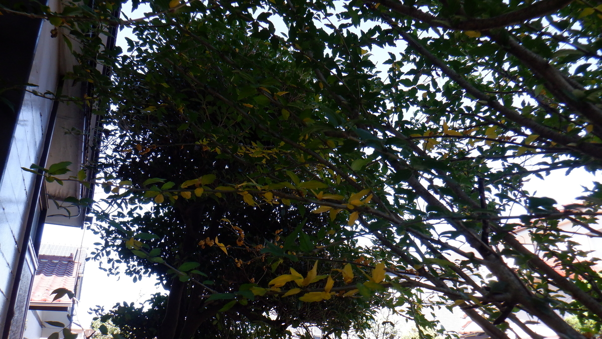 f:id:cafelegume:20201025212952j:plain f:id:cafelegume:20201025212952j:plain